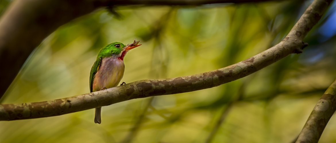 broad-billed tody