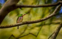 broad-billed tody