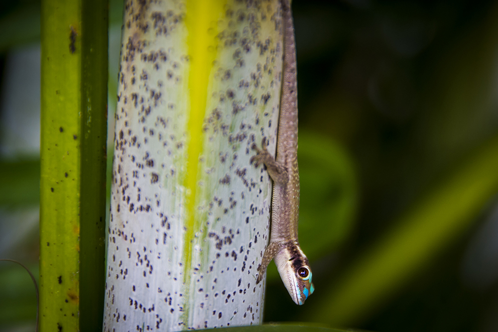 Ornate day gecko mauritius
