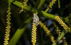 Ornate day gecko mauritius