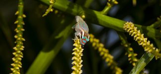 Ornate day gecko mauritius