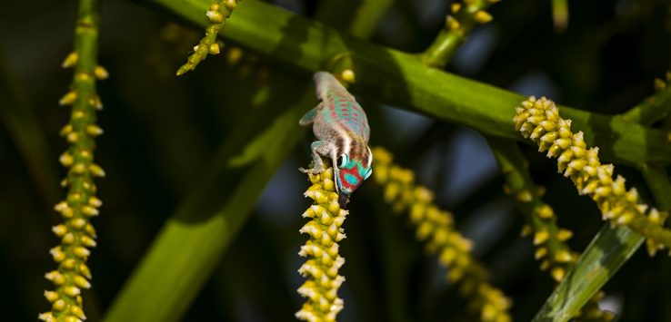 Ornate day gecko mauritius