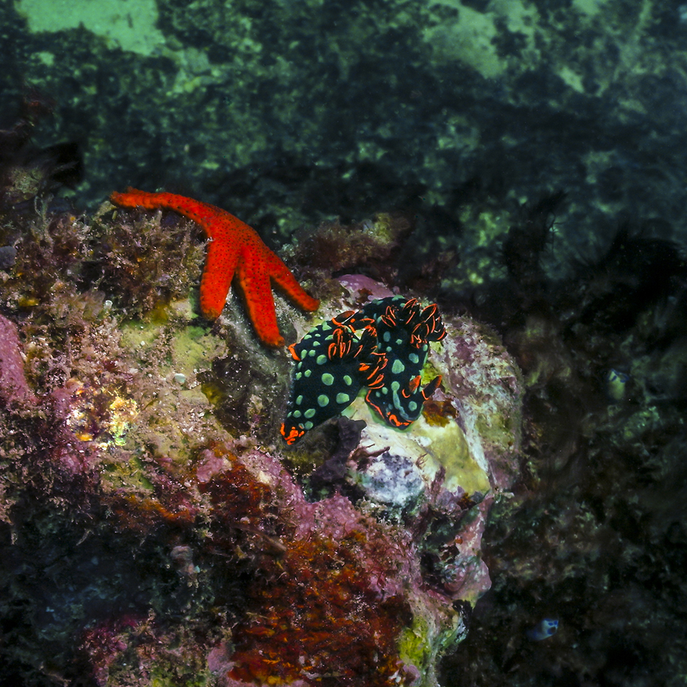 mauritius onderwater