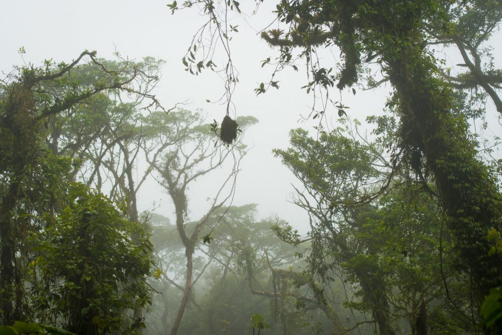 Santa Elena Bosque