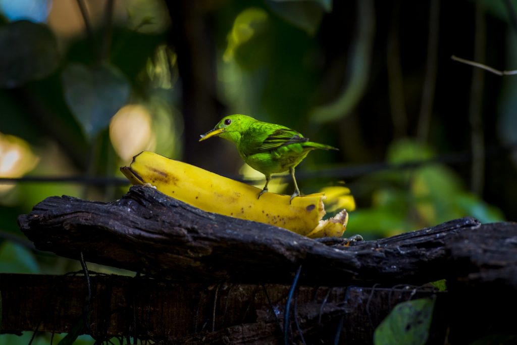 Vogels Gringo's Curt