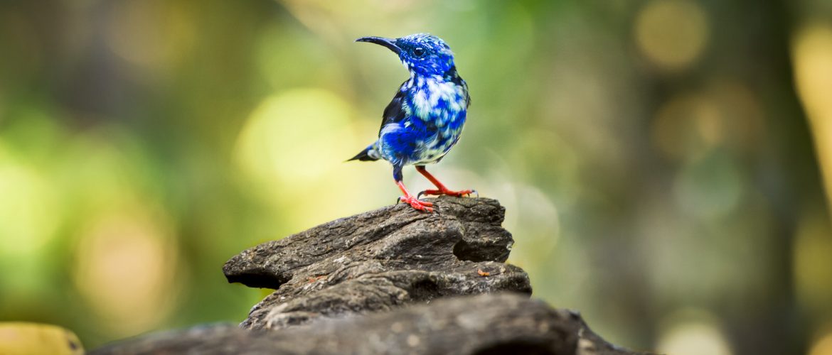 Red legged honeycreeper
