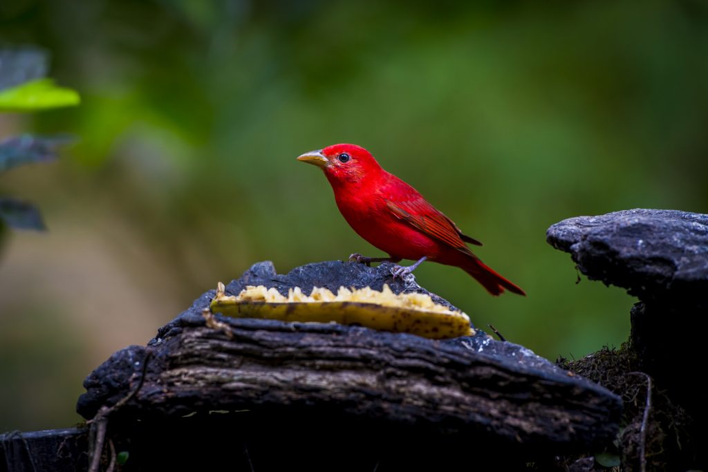 Summer tanager, man