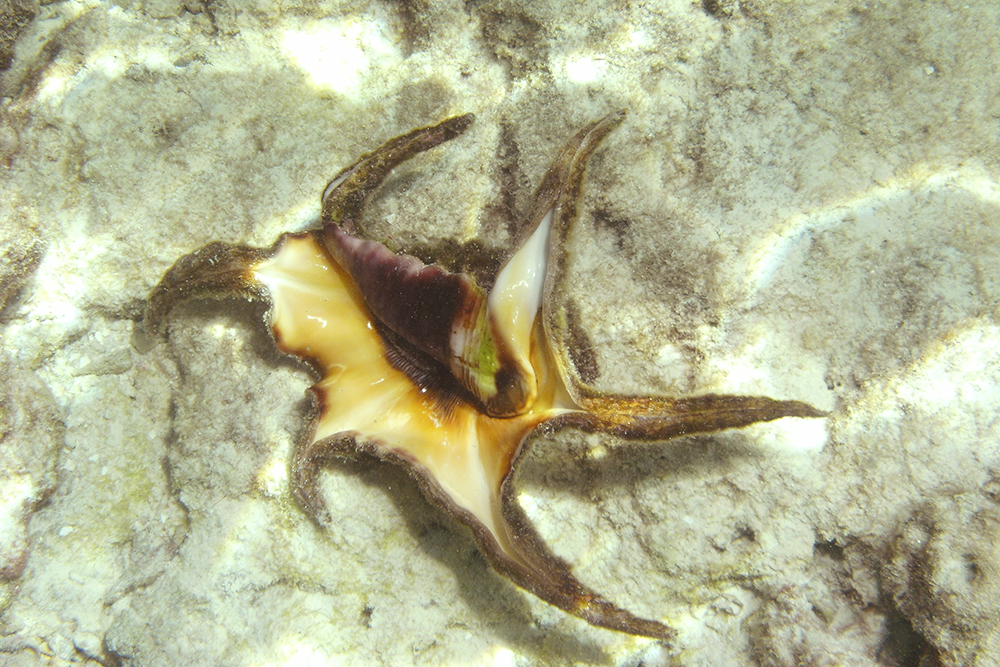 zeeslak met schelp