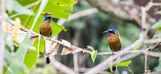 Blauw gekroonde motmot
