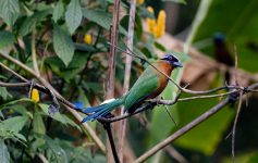 Blauw gekroonde motmot