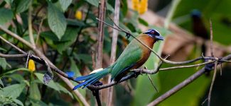 Blauw gekroonde motmot