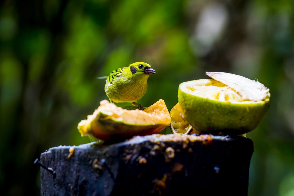 Oasis Eco park, Fortuna, Costa Rica