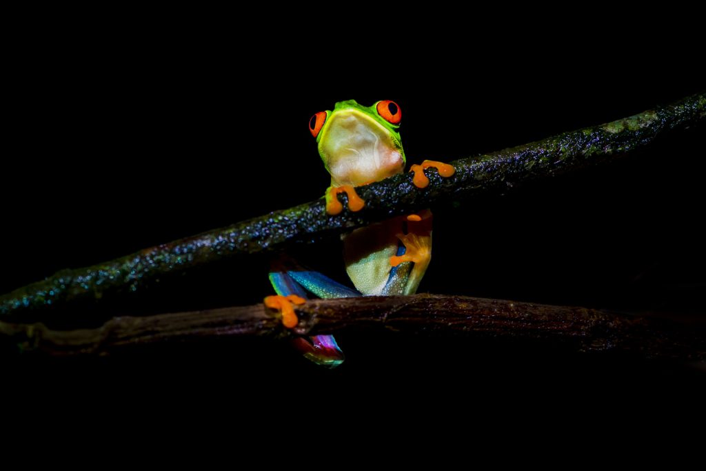 Roodoogmakikikker, red eye tree frog