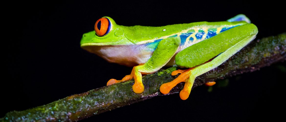 Roodoogmakikikker, red eye tree frog