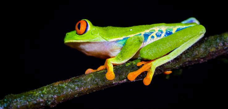 Roodoogmakikikker, red eye tree frog