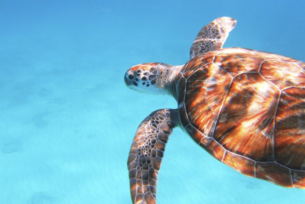 Groene schildpad Curacao