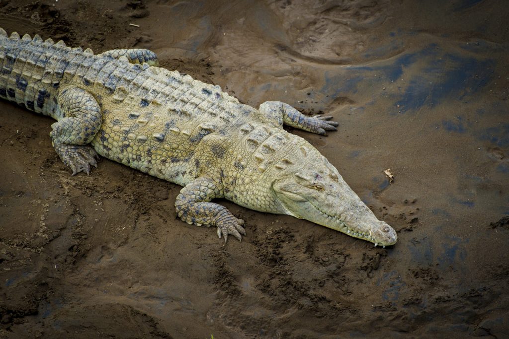 Krokodillen bij de Tarcoles rivier