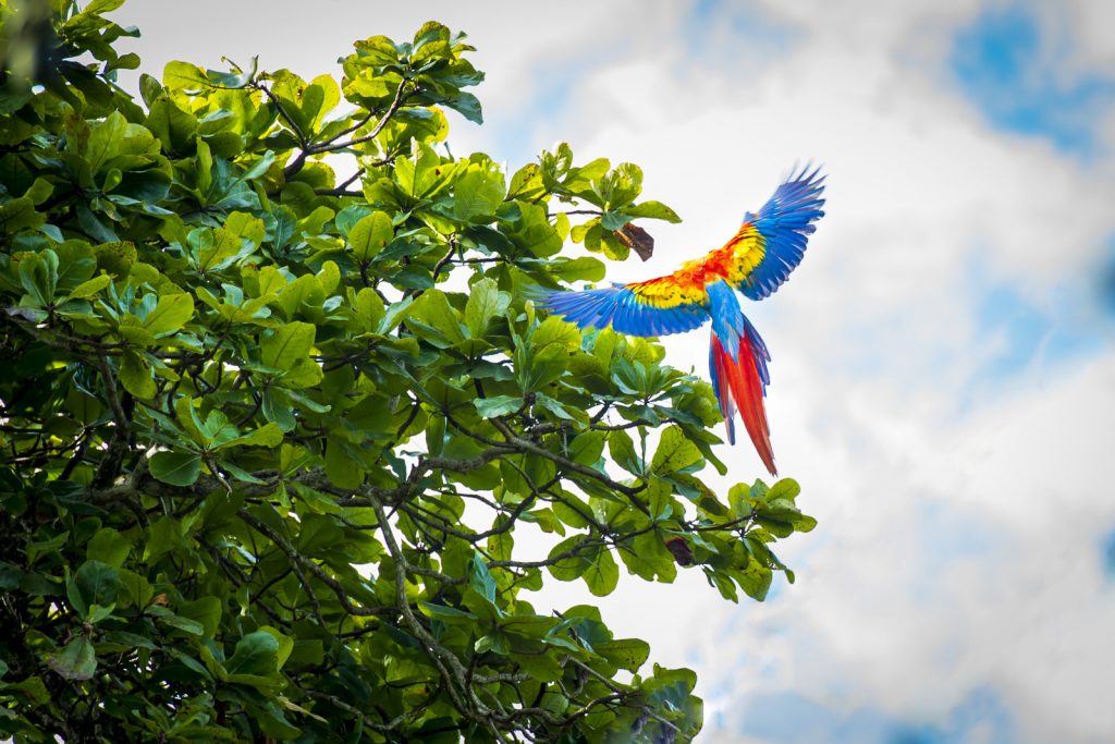 Scarlet Macaws Playa Bejuco