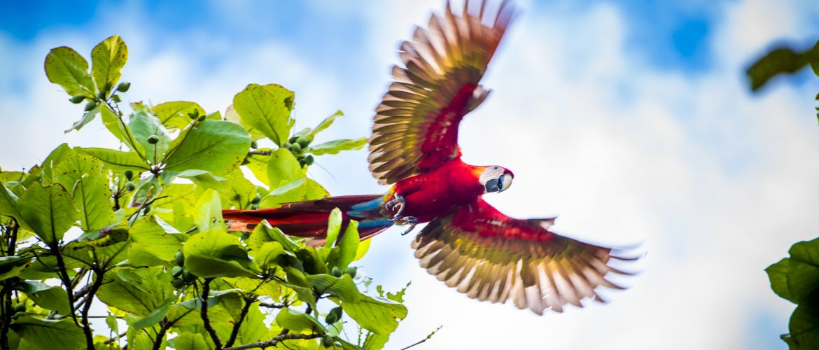 Scarlet Macaws Playa Bejuco