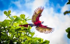 Scarlet Macaws Playa Bejuco