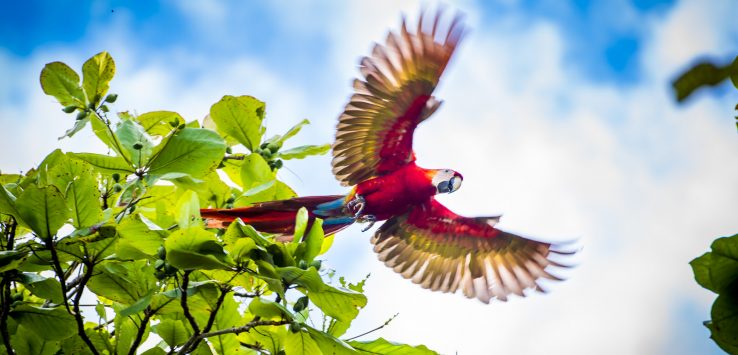 Scarlet Macaws Playa Bejuco