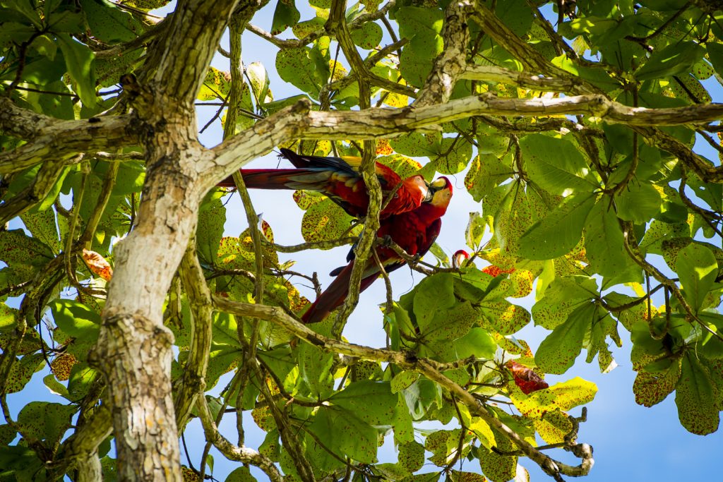 Scarlet Macaws Playa Bejuco