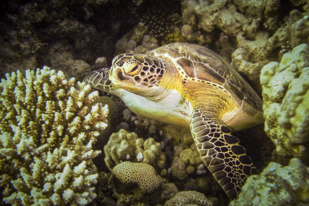 Karetschildpad Egypte, red sea diving safari