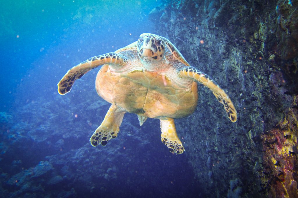 Karetschildpad Egypte