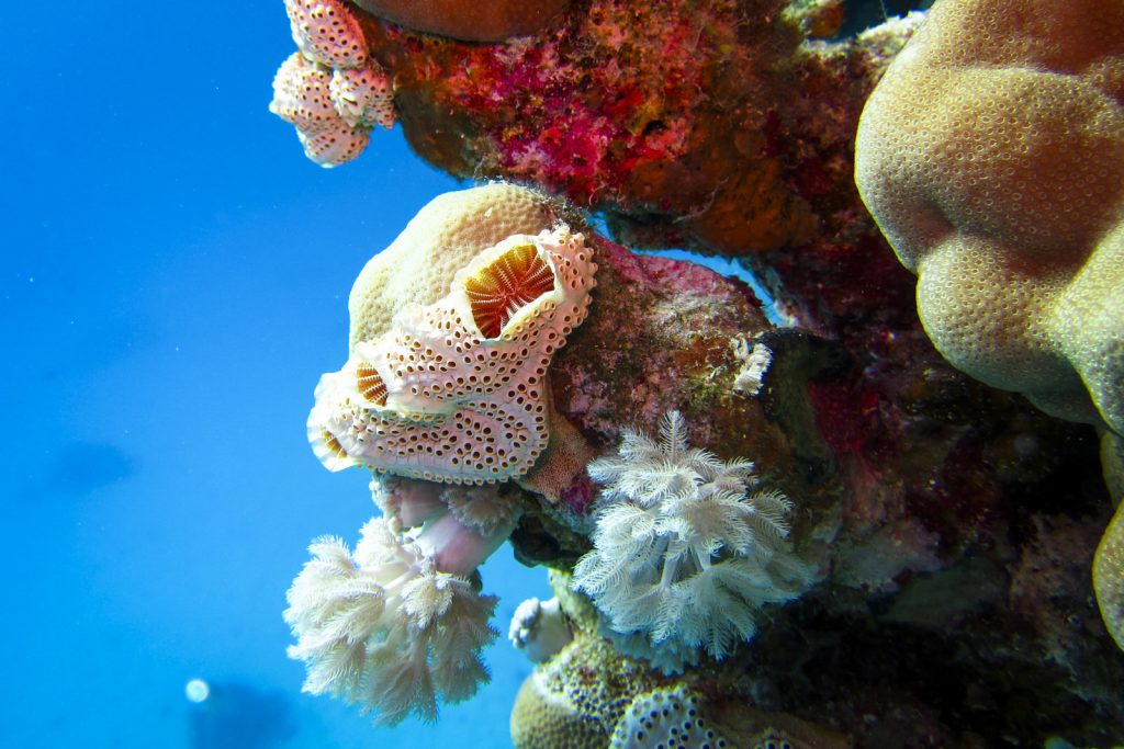 Rif Egypte, red sea diving safari