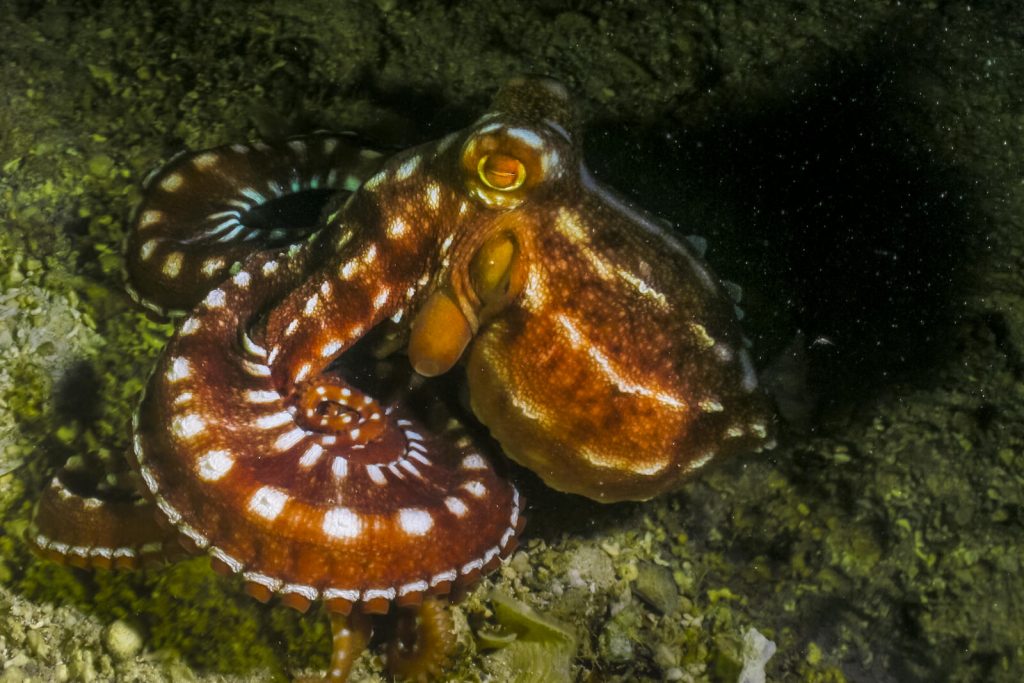 Octopus in Mauritius