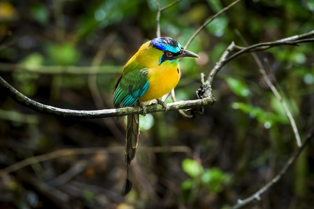 Blauw gekroonde motmot, Costa Rica