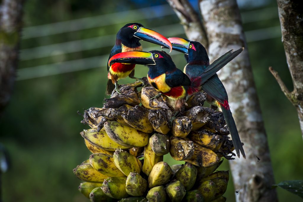 Vuursnavel arassari, Costa Rica