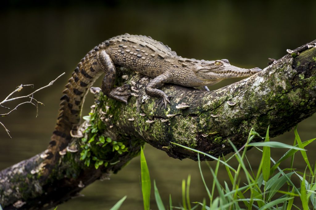 Baby krokodil Costa Rica