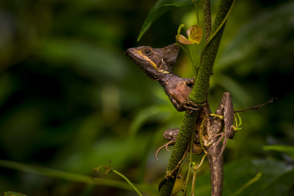 Jesus Christ lizard Costa Rica