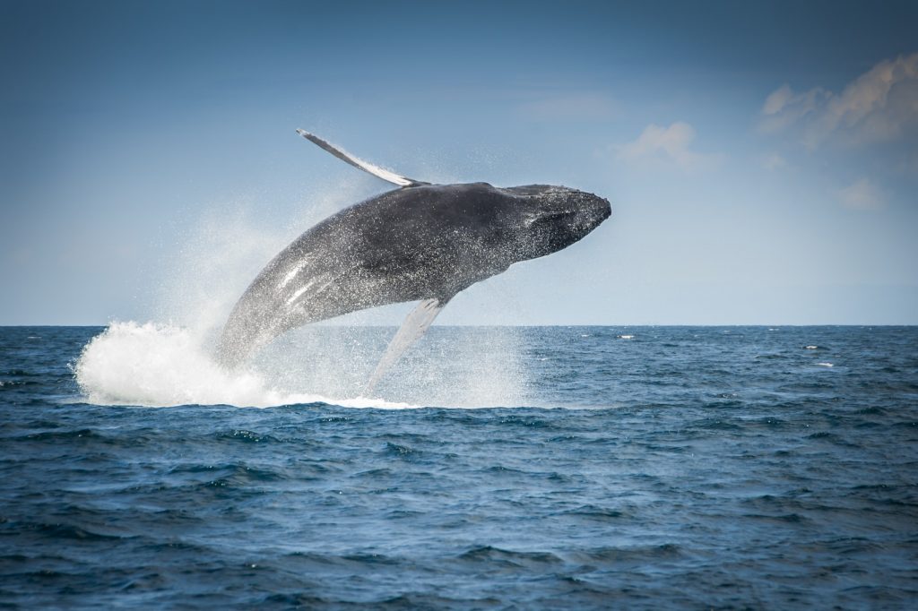 Bultrug walvis Dominicaanse Republiek