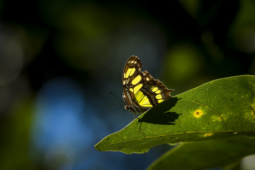 Vlinder Dominicaanse Republiek