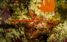 harlekijn spookfluitvis