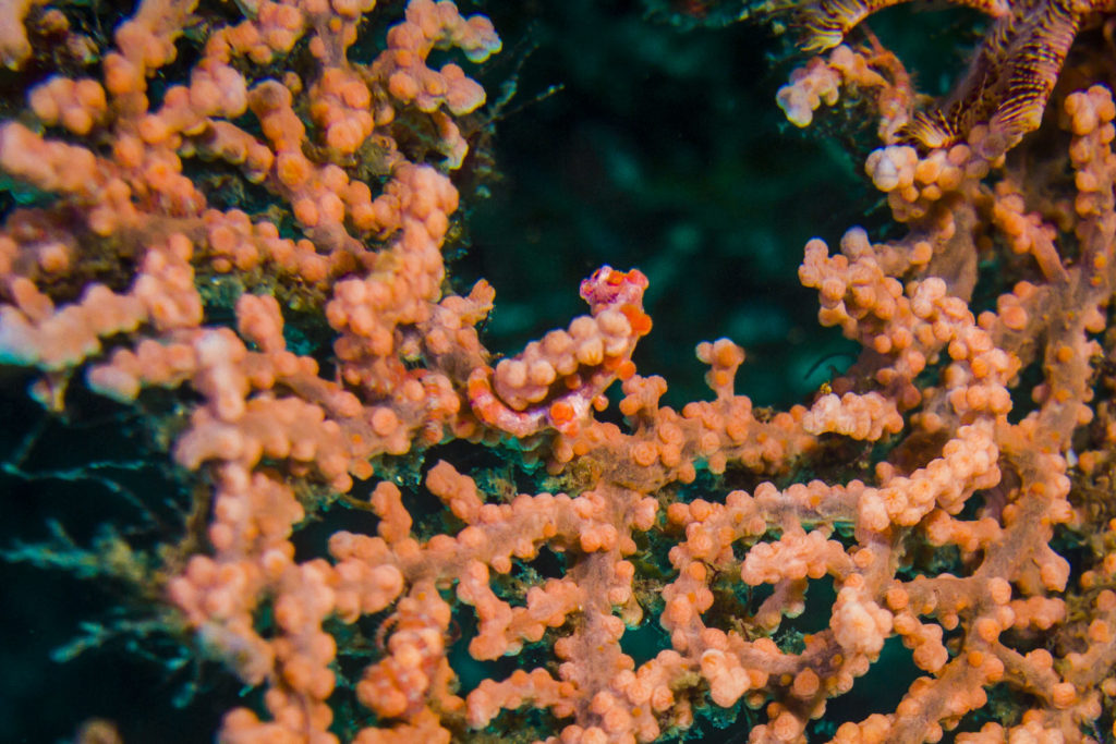 pygmee zeepaardje flores