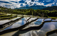 rijstvelden moni
