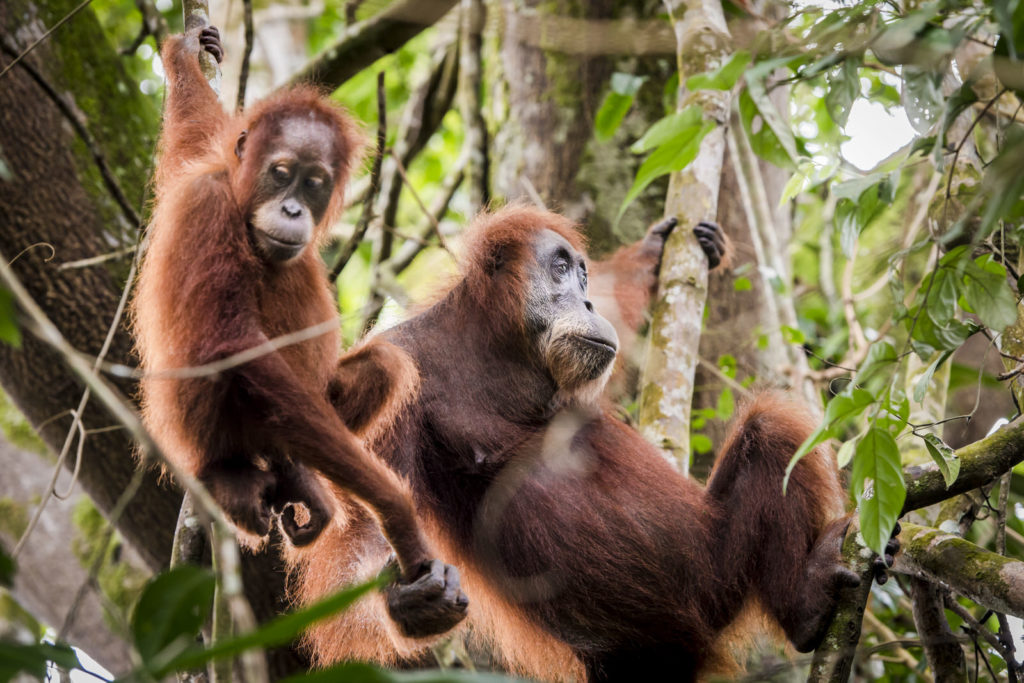 Orang Oetan Sumatra