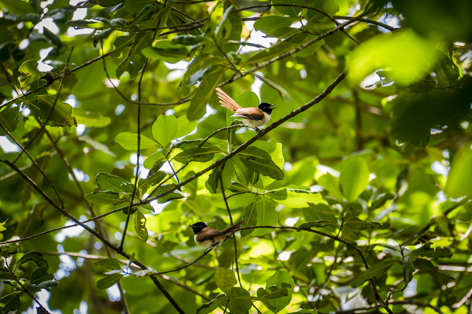 paradise flycatcher