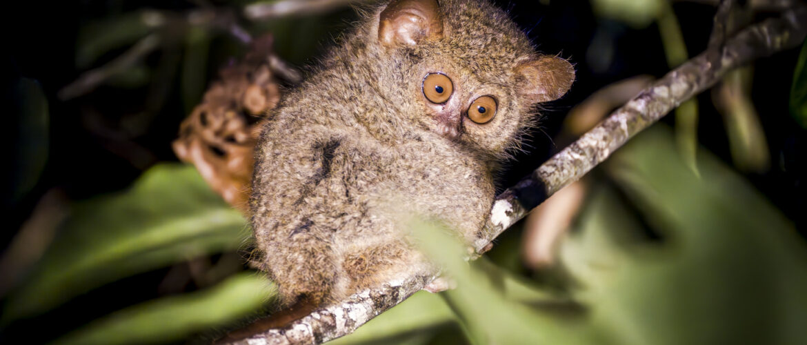 tarsiers sulawesi
