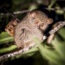 tarsiers sulawesi