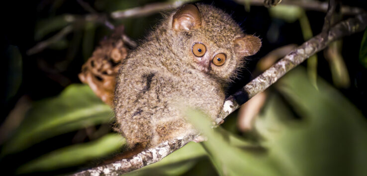 tarsiers sulawesi