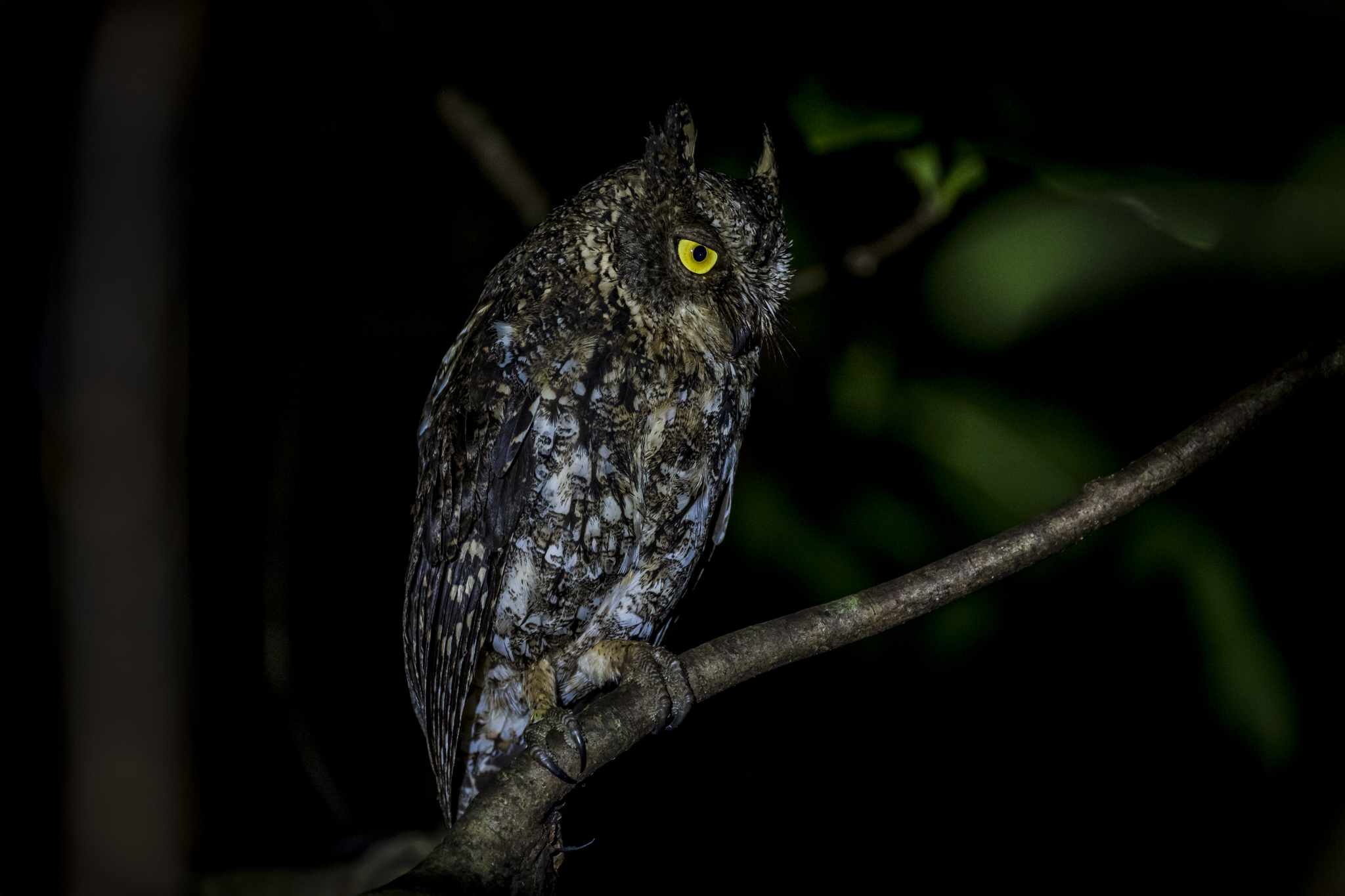 Sulawesi scops owl
