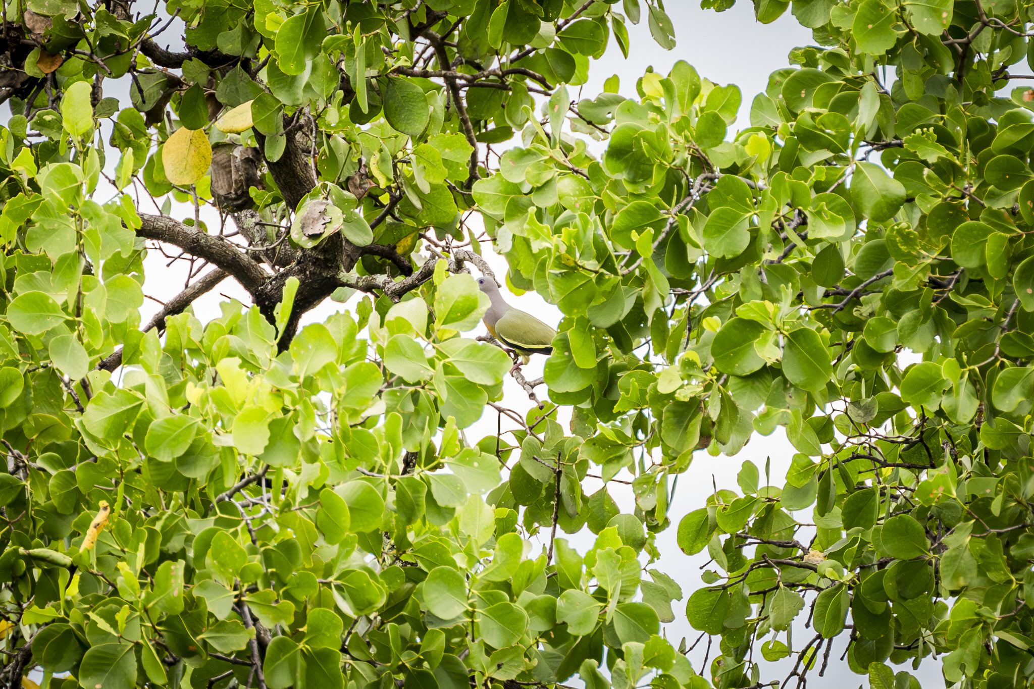 pink necked green pigeons