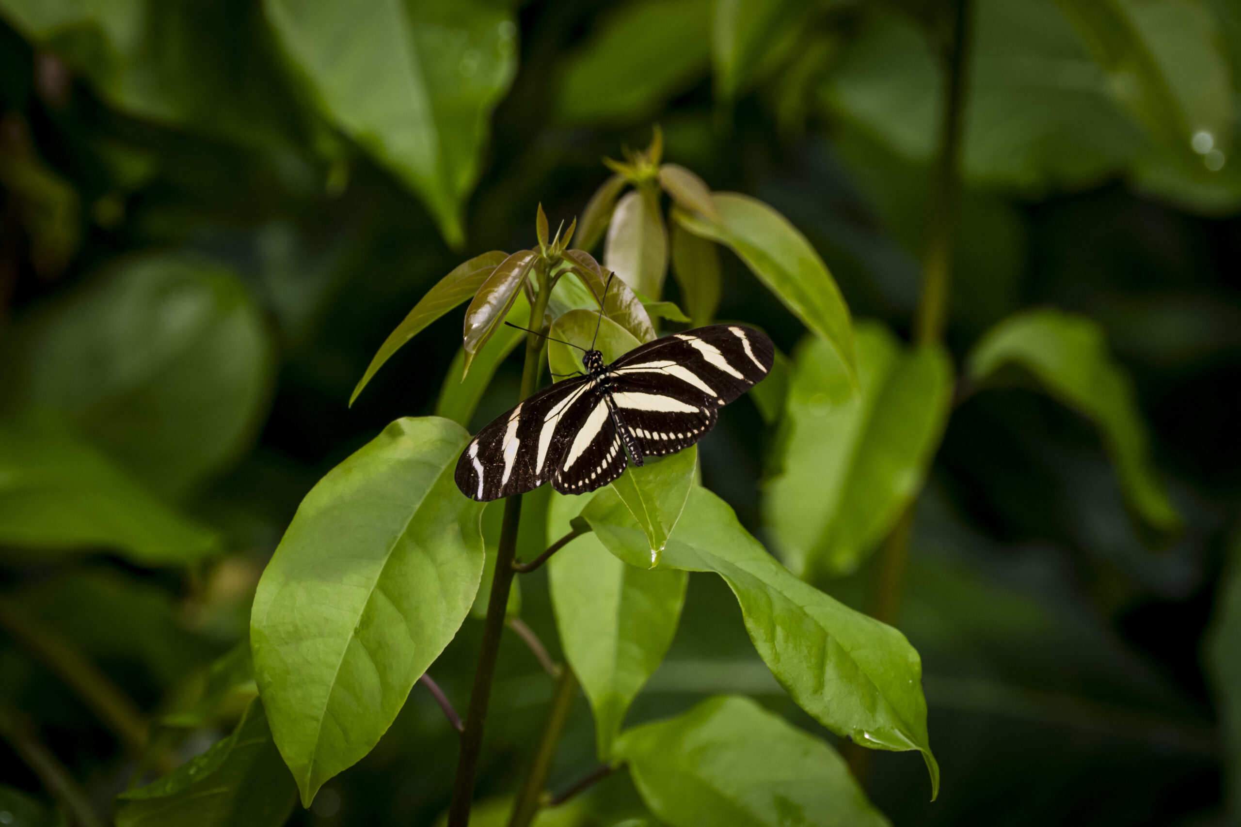 vlinder