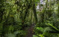 elfin forest