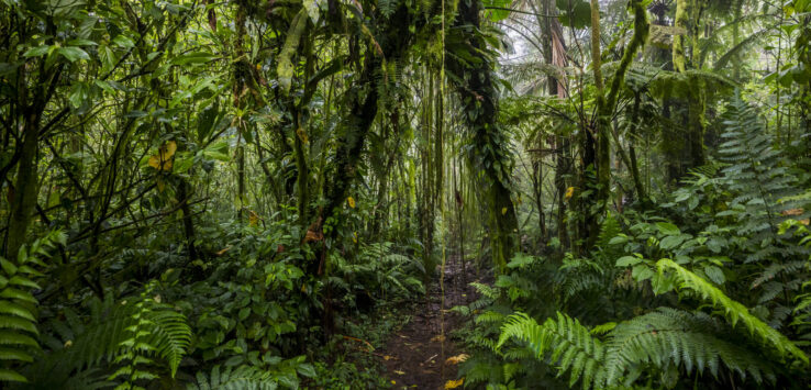 elfin forest