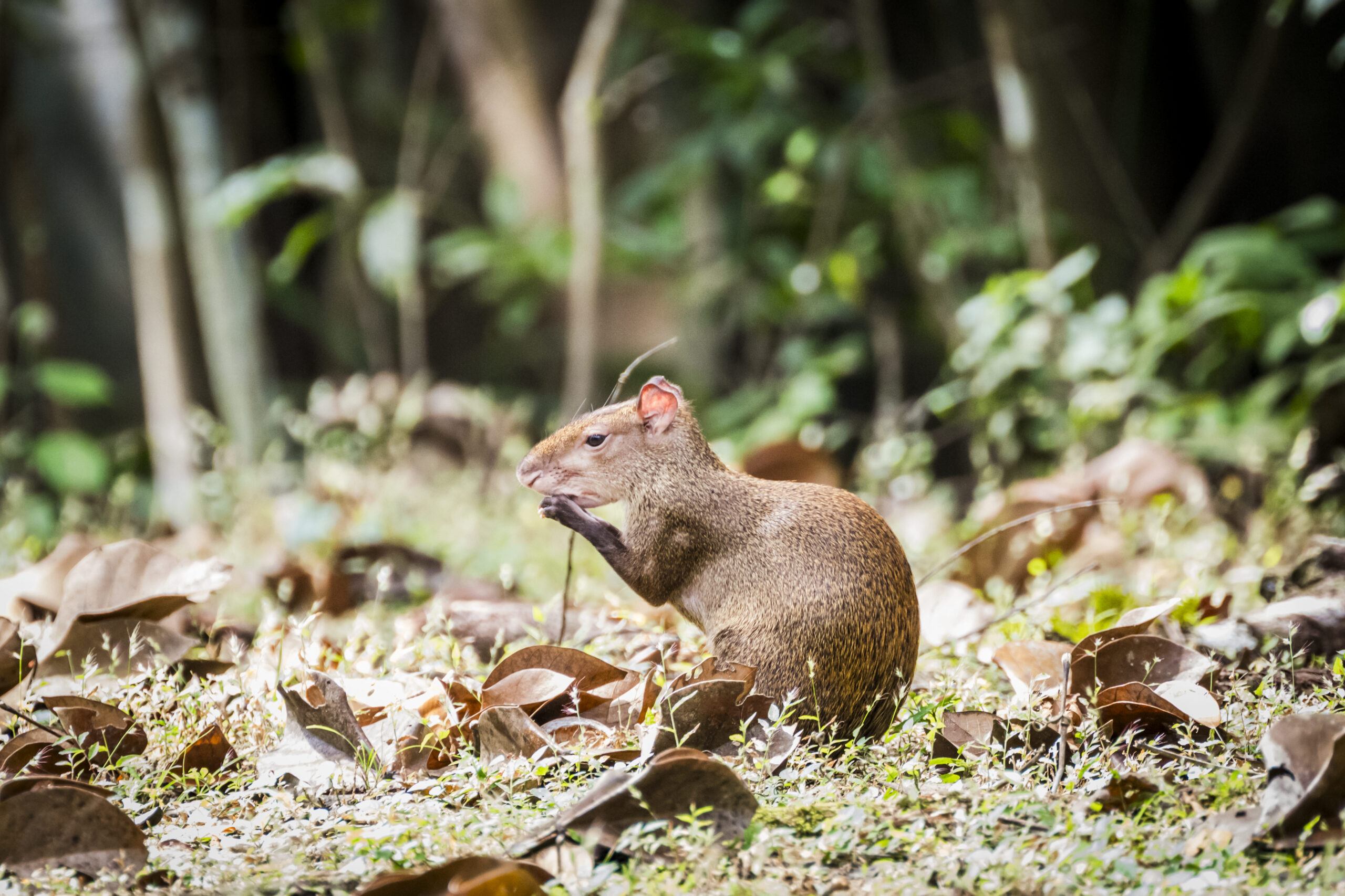 agouti